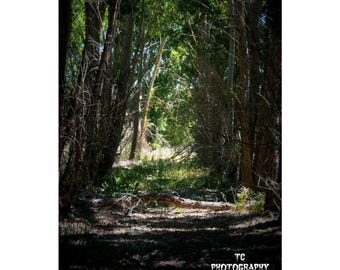 Tree Tunnel - Matte Vertical Art Print, Forest Wall Decor, Rustic Home Aesthetic, Nature Photography, Gift for Nature Lovers