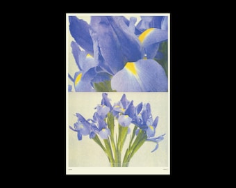 Iris Risograph Print