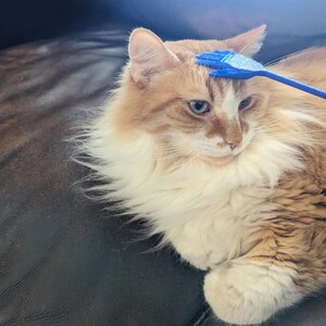 K&ouml;nnte beinhalten: Eine flauschige, orange-wei&szlig; gefleckte Katze wird mit einer blauen Haustierb&uuml;rste gepflegt. Die Katze liegt auf einer dunklen Oberfl&auml;che, und die B&uuml;rste streicht sanft &uuml;ber ihren Kopf. Die Katze hat gr&uuml;ne Augen und einen entspannten Gesichtsausdruck.