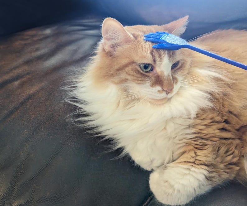 K&ouml;nnte beinhalten: Eine flauschige, orange-wei&szlig; gefleckte Katze wird mit einer blauen Haustierb&uuml;rste gepflegt. Die Katze liegt auf einer dunklen Oberfl&auml;che, und die B&uuml;rste streicht sanft &uuml;ber ihren Kopf. Die Katze hat gr&uuml;ne Augen und einen entspannten Gesichtsausdruck.