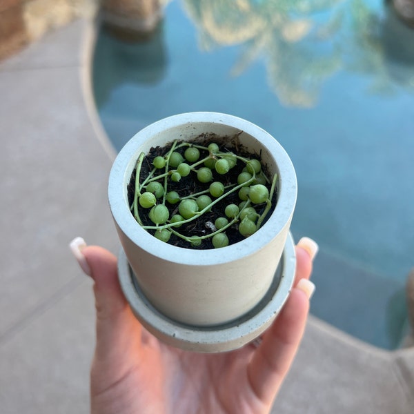 2” Rooted String of Pearls in Cement Pot