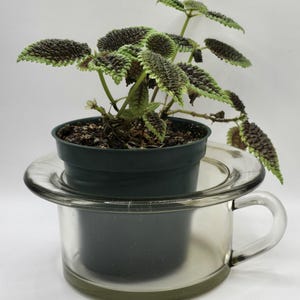 May include: A potted plant with textured, dark green and light green leaves sits atop a clear glass teacup. The plant is in a dark green plastic pot. The teacup has a handle and a wide, shallow base.