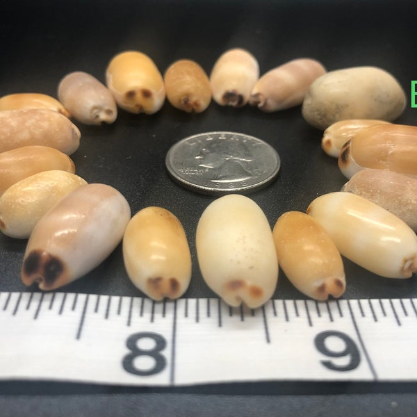 Small Hawaiian Cowrie Shells - Isabella Cowrie