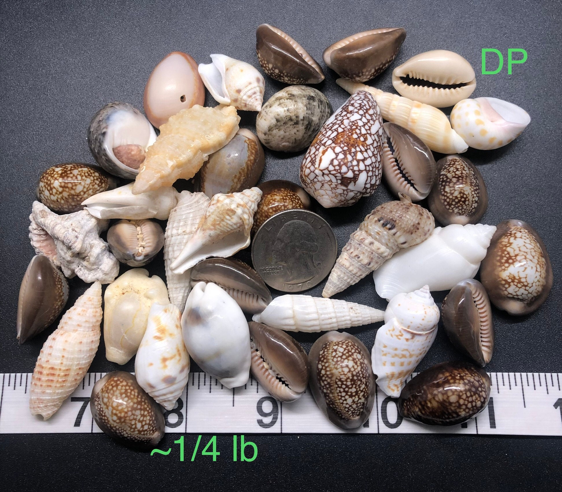 Assorted Craft Sea Shell Mix Seashell Decorations Wedding & Home Beach ...