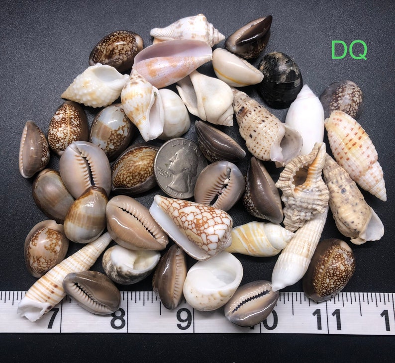 Assorted Craft Sea Shell Mix Seashell Decorations Wedding & Home Beach ...