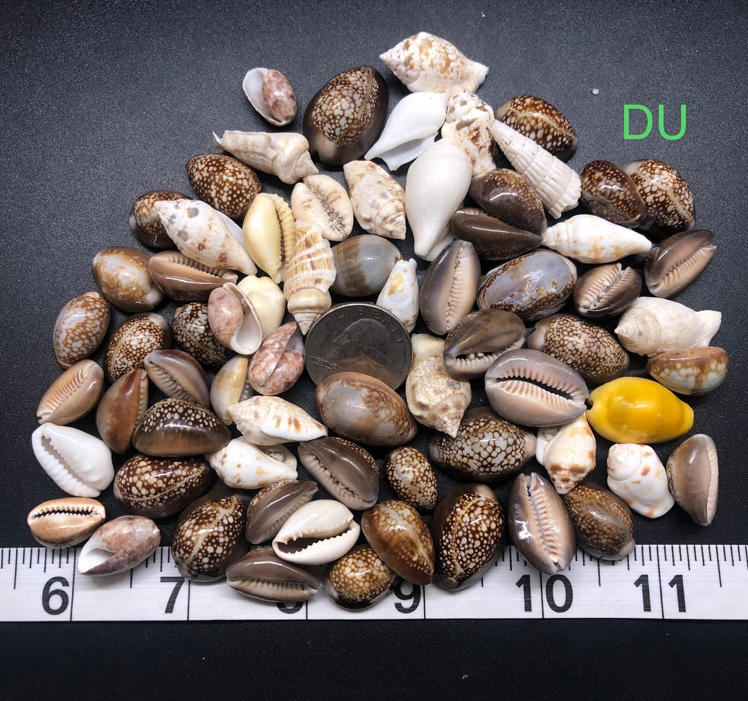 Assorted Craft Sea Shell Mix Seashell Decorations Wedding & Home Beach ...