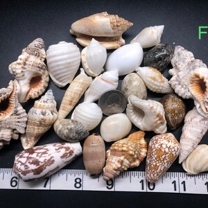 Assorted Craft Sea Shell Mix Seashell Decorations Wedding & Home Beach ...