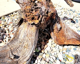 Northern Colorado Pine Tree Root Art