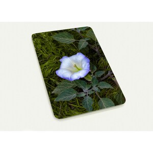 Cartes postales premium Fleurs (x10)