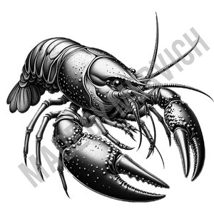 May include: A black and white illustration of a crayfish with detailed markings on its body and claws.