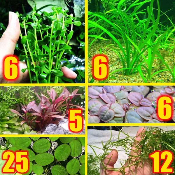 60 Plants 6 Different Species Live Aquarium Plant Starter Combo Pack With AR Mini Salvinia Sagittaria Red Root Floaters Guppy Grass Bacopa