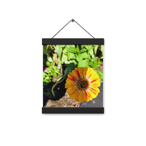 Orange and Yellow Zinnia Up Close Poster with hangers