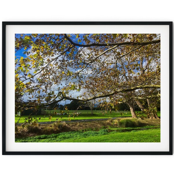 Tree Foliage And Park Photo Photography Instant Digital Download Wall Art Print Image