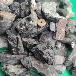 Dinosaur bone pieces