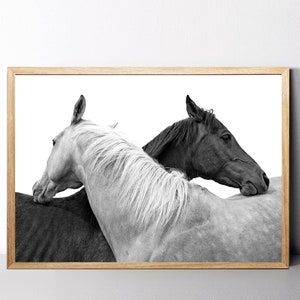 Può includere: Una stampa artistica incorniciata che mostra una fotografia in bianco e nero di due cavalli affiancati. Un cavallo è bianco con una criniera chiara, l'altro è di colore scuro. I cavalli sono posizionati su uno sfondo bianco uniforme.