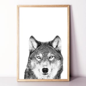 Op de afbeelding: Zwart-witfoto van een wolvenkop. De wolf kijkt recht in de camera. De achtergrond is wit.