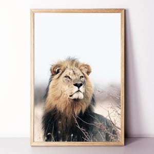 Lion Wall Art, Lion Framed Print, Lion Large Poster, Lion Photo, African Animal Print, Safari Wall Art, Lion in Savannah Neutral Color Print