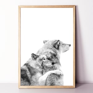 Könnte beinhalten: Schwarzweißfoto von zwei Wölfen, die sich kuscheln. Die Wölfe blicken in die gleiche Richtung, der Wolf im Hintergrund schaut nach rechts und der Wolf im Vordergrund schaut geradeaus. Die Wölfe liegen sich eng umschlungen, der Wolf im Vordergrund legt seinen Kopf auf die Schulter des Wolfes im Hintergrund.