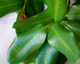 Feuilles de rhum frais bio (Pimenta racemosa) (rhum du baie des Antilles)