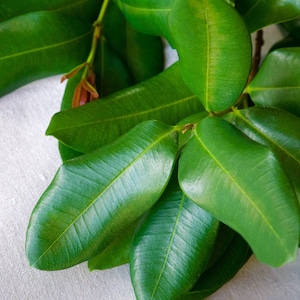 May include: Close-up of vibrant green leaves with a glossy sheen. The leaves are oval-shaped with prominent veins, arranged on a brown stem. The image showcases the natural texture and color variations of the foliage, suggesting a botanical theme.