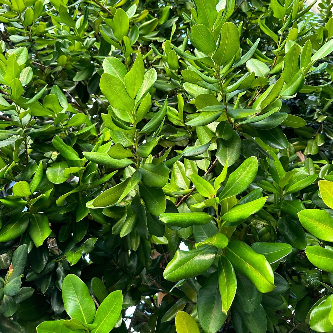 Fresh Organic Bay Rum Leaves pimenta Racemosa west Indian Etsy