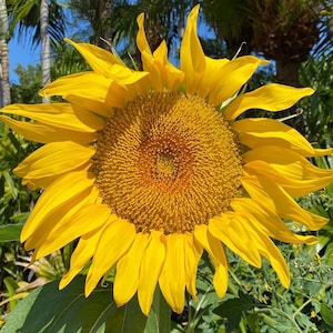 Mammoth Grey Stripe Sunflower Seeds | Organic, Open Pollinated, Non GMO | Helianthus Annuus