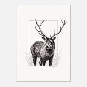 Stampa Buck disegnata a mano su carta opaca di qualità museale