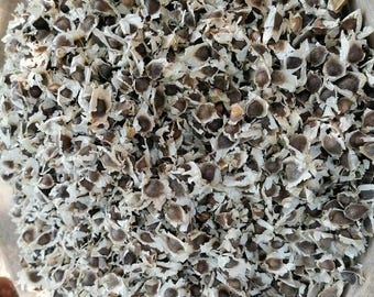 Fresh Moringa oleifera Seeds,  ODC Moringa Seeds , Saijna, Shajna ,Horseradish Tree Seeds, Drumstick tree Seeds, Mungna, HerbsspicesIndia
