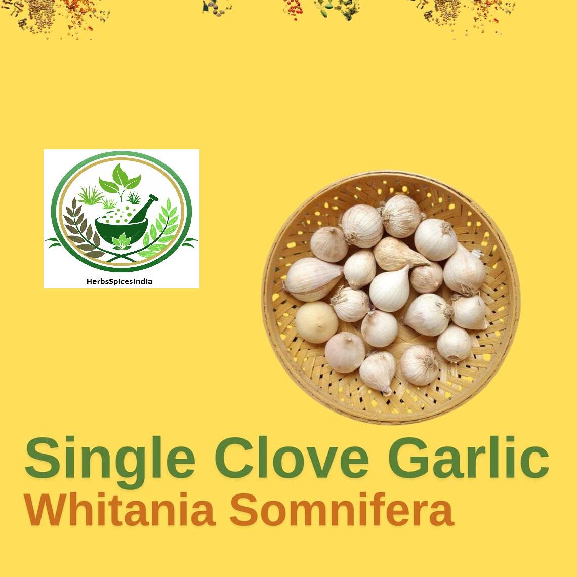 Solo garlic seeds - Etsy.de