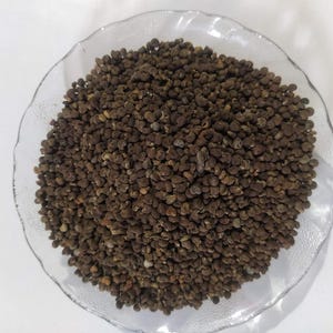 Musk Ambrette, semi di ambretta interi essiccati, Abelmoschus Moschatus, semi di ambretta biologici, Mushk Dana, semi di ambretta naturali, spezieIndia