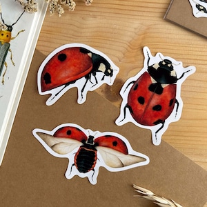 Adesivi coccinella a sette punti, decalcomania dell'insetto coccinella su carta opaca
