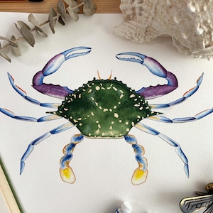 Originele aquarel Blauwe zwemmerkrab, handgeschilderde schaaldierillustratie