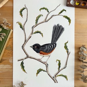 Dipinto a mano ad acquerello raffigurante un uccello nero, illustrazione di uccelli d'epoca, arte originale della fauna selvatica, arredamento per la casa in stile cottagecore