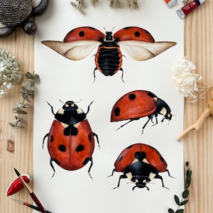 Originele handgeschilderde lieveheersbeestje aquarel, vintage insectenkunst, lieveheersbeestje print tekening, coccinella wetenschappelijke illustratie