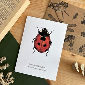 Biglietto di auguri con coccinella, biglietto di auguri con insetto rosso, biglietto di entomologia, arte per amanti degli insetti, illustrazione di mini coleottero