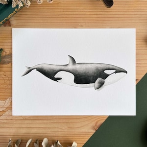 Orka walvis, aquarel tekening print, originele wanddecoratie met zwart-witte marine motieven