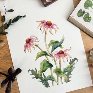 Fiori di echinacea acquerellati, illustrazione botanica originale di fiori selvatici primaverili, decorazione floreale di campagna