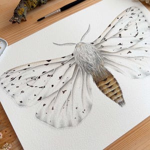 Original Aquarell eines weißen Schmetterlings, wissenschaftliche Illustration eines Hermelinspinners, Insektenkunst für eine Wand im Landhausstil