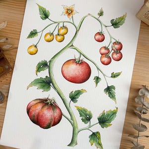 Dipinto ad acquerello dipinto a mano raffigurante pomodori, decorazioni da cucina fatte a mano, arte culinaria d'epoca, dipinto di pomodori rossi e gialli