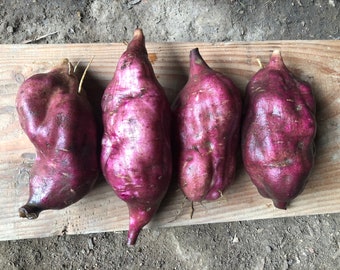 yacon 2 propagating tuber splinters- Smallanthus sonchifolius - choose your variety: Morado, White, Late Red or New Zealand