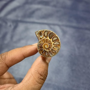Ammonite Fossil Pure Copper Ring Ammonite Fossil Gemstone Ring Handmade Ring Stylish Jewelry Adjustable Ring Wire Unique Copper Jewelry Gift