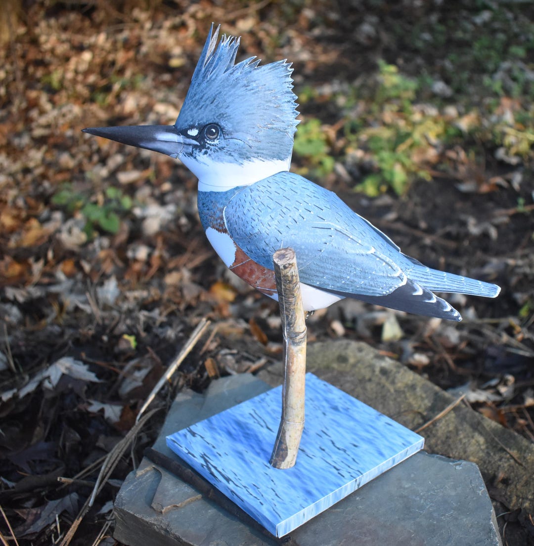 Papercraft 3D Belted Kingfisher Paper Model 1/1 Scale - Etsy