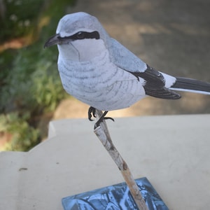 May include: A gray and black bird with a long tail perched on a branch. The bird is mounted on a base with a blue and gray pattern.