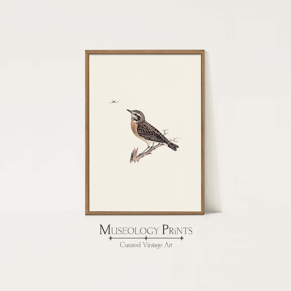 Vintage Bird Painting Nursery Decor | Antique Wildlife Art | Farmhouse Songbird Print | Instant Download PRINTABLE Wall Art | 551 Museology