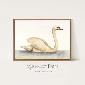 Swimming Swan Vintage Painting | Farmhouse Antique White Swan Portrait Art Print | PRINTABLE Download Instant Wall Decor | 267 Museology