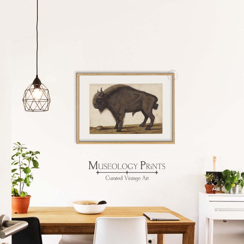 Buffalo Decor Wall Art Antique Buffalo Print Vintage Wildlife Art Print ...