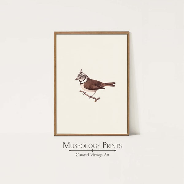 Vintage Songbird Painting | Antique Farmhouse Bird Print | Woodland Nursery Decor | Instant Download PRINTABLE Wall Art | 549 Museology