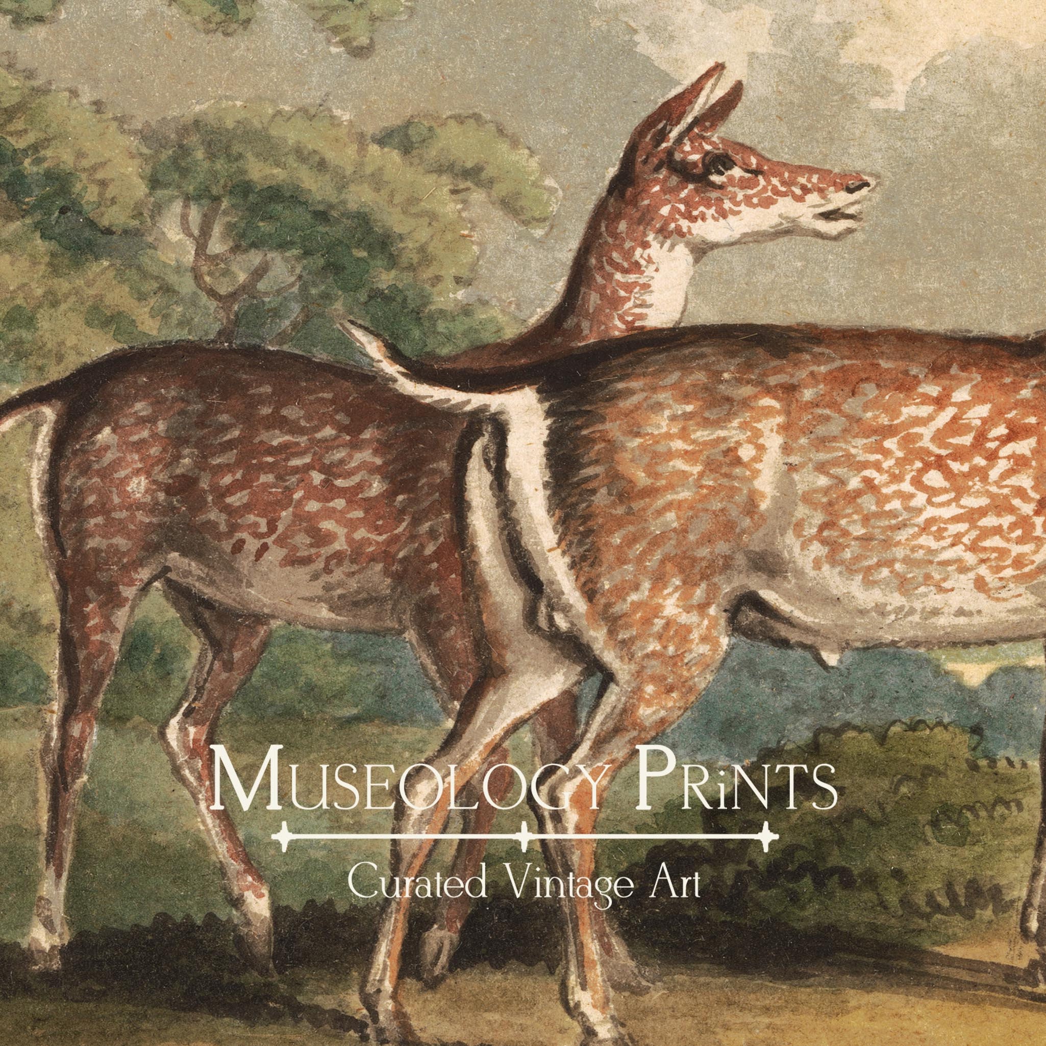 Stag, Doe & Fawns Vintage Painting | Antique Deer Art Print | Wildlife ...