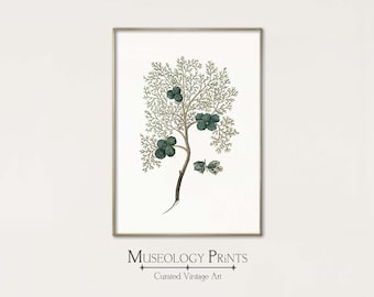 Vintage Botanical Drawing of Cypress Branch | Antique Botanical Study | PRINTABLE Instant Download Wall Art Decor | 231 Museology