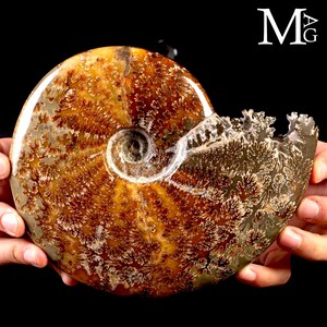 Può includere: Un fossile di ammonite levigato caratterizzato da una conchiglia a spirale con intricati motivi di sutura simili a felci in tonalità ambra, marrone e crema. Il fossile presenta un bordo frastagliato sul lato destro e il testo MG in alto.